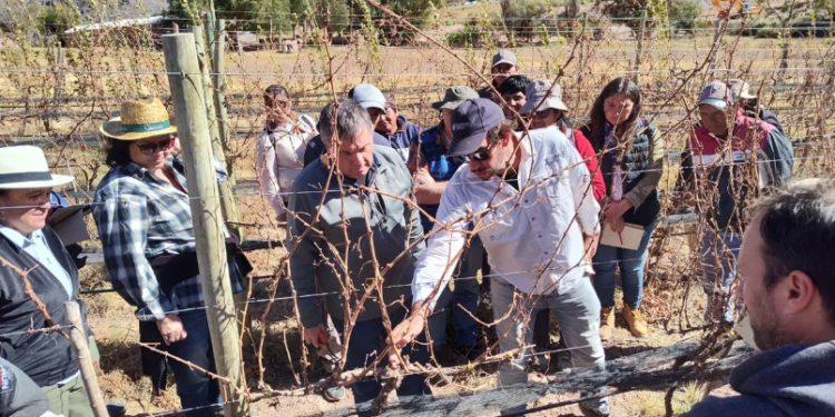 Capacitación en viticultura de precisión