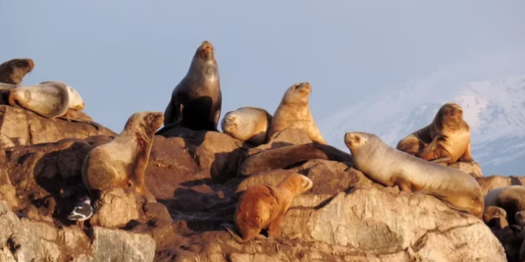 Aumentan los casos de gripe aviar en lobos marinos: recomiendan mantenerse lejos de las playas y evitar el contacto con los animales