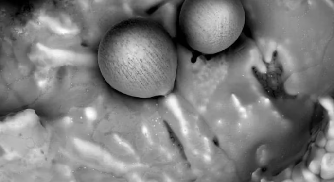 Posible vida extraterrestre: qué significan las esferas cuyo origen estaría fuera del Sistema Solar