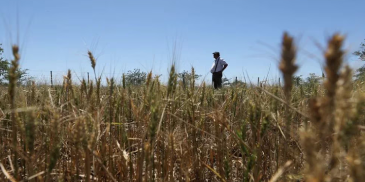 El Gobierno prorrogó la emergencia agropecuaria en Córdoba por las sequías y heladas