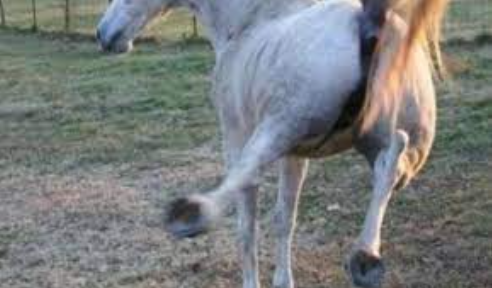 Un niño de 2 años murió tras recibir una patada de un caballo