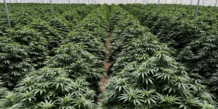 El Gobierno reglamentó la ley de cannabis: se podrá producir y consumir desde alimentos hasta cosméticos