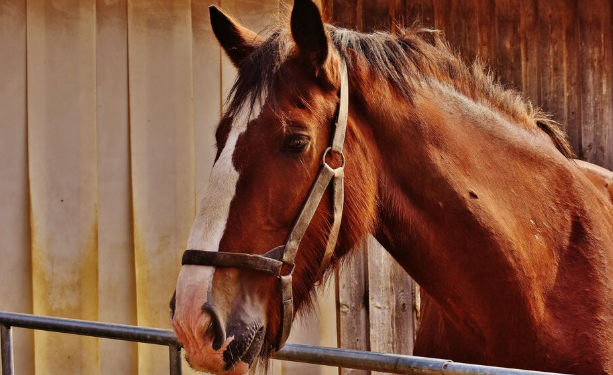 Santa Fe: confirmaron un caso humano de encefalitis equina, el primero en más de 20 años
