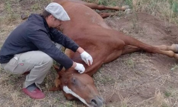 Confirmaron el primer caso de encefalomielitis equina