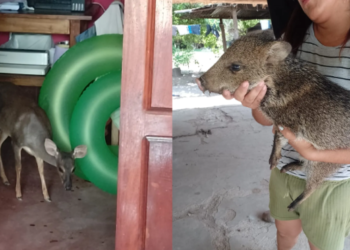 Ejemplares de fauna silvestre fueron rescatados en Vinalito