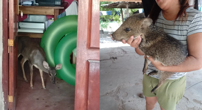 Ejemplares de fauna silvestre fueron rescatados en Vinalito