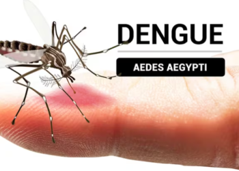 Cómo identificar al mosquito del dengue y en qué momento del día pica más