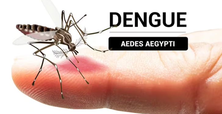 Cómo identificar al mosquito del dengue y en qué momento del día pica más