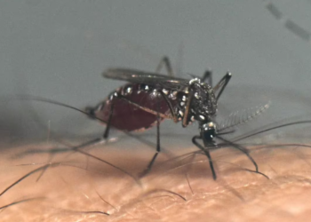 Brote récord de dengue: hay 119 muertos y 163.419 casos en lo que va del 2024