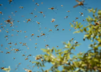 La Ciudad entró en “la fase final del brote de dengue” y ya quedan pocos mosquitos Aedes aegypti, dijo Quirós