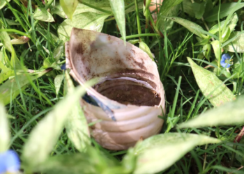 Jujuy suma un total de 12592 resultados positivos para la infección