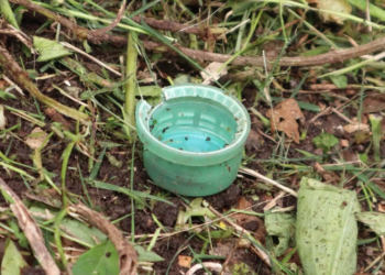 Acción frente al dengue: el descacharrado es clave también en otoño