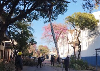 Continúa la campaña de poda en la ciudad