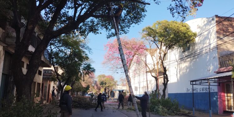 Continúa la campaña de poda en la ciudad