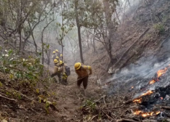 Protección de bosque: Equipos de Ambiente trabajan en la extinción de incendios forestales