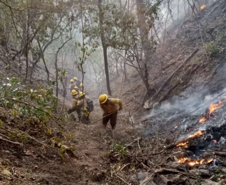 Protección de bosque: Equipos de Ambiente trabajan en la extinción de incendios forestales