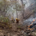 Protección de bosque: Equipos de Ambiente trabajan en la extinción de incendios forestales