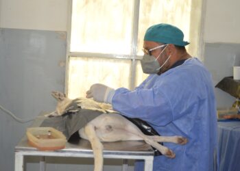 Continúa la campaña de castración y vacunación de mascotas