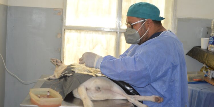 Continúa la campaña de castración y vacunación de mascotas