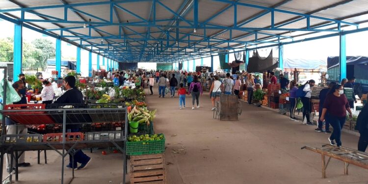 Verduras más caras por el temporal