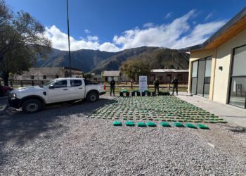 En plena puna: En distintos procedimientos se decomisaron más de una tonelada de hojas de coca