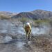 Rápido despliegue para controlar un incendio forestal en Volcán