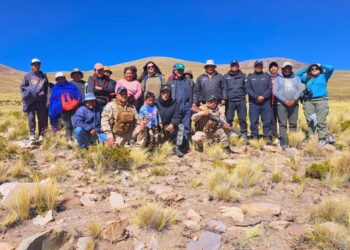 Caza Furtiva. Se refuerzan las acciones contra la caza furtiva de vicuñas en la Puna jujeña