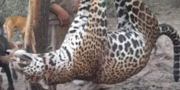 Histórico fallo: condenaron a cuatro cazadores que mataron un yaguareté y tres quedaron presos