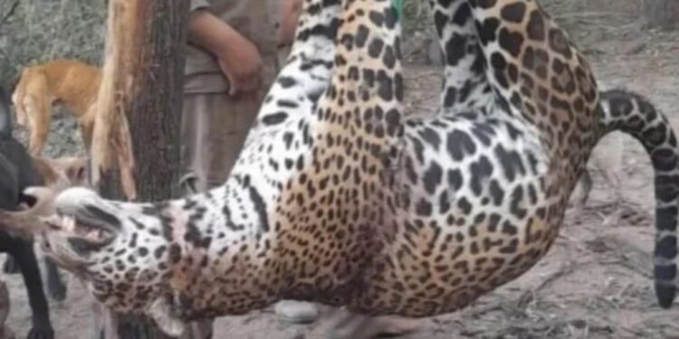Histórico fallo: condenaron a cuatro cazadores que mataron un yaguareté y tres quedaron presos
