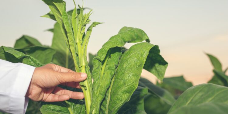 Gobierno de Jujuy brinda asistencia financiera a productores tabacaleros