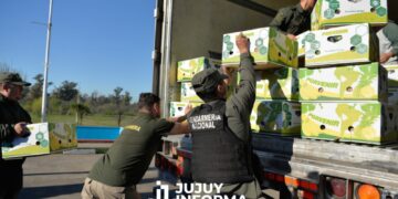 Camuflaron 444 kilos de cocaína entre cargamento de bananas en un camión, hicieron el traspaso a una camioneta y cuatro personas fueron detenidas por Gendarmería