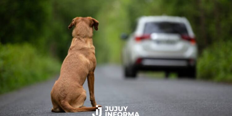 Un fallo en Jujuy reconoce a los animales como sujetos de derecho