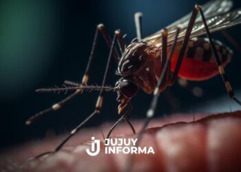 Argentina se prepara para una posible epidemia de fiebre amarilla