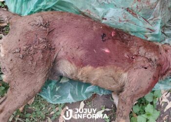 Conmoción en las redes por la brutal muerte de un perro en La Mendieta