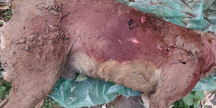 Conmoción en las redes por la brutal muerte de un perro en La Mendieta