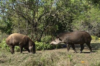 Bartolo y Killa: la vuelta a la libertad de los tapires a las Yungas de Jujuy