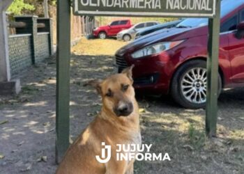 Condenan a dos hombres acusados de torturar y matar a un perro en La Mendieta