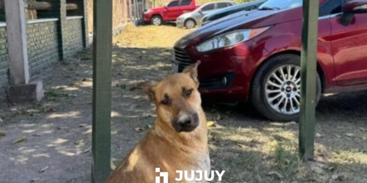 Condenan a dos hombres acusados de torturar y matar a un perro en La Mendieta