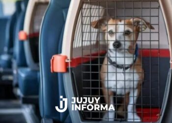 El Gobierno autorizó el viaje con mascotas en trenes y micros de larga distancia
