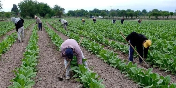 Nuevo pago para productores tabacaleros
