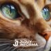 Día Mundial del Gato: por qué se celebra cada 20 de febrero y cuál es su origen