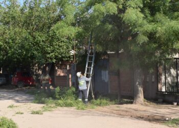El municipio realizó reducción de copa de árboles en barrio Libertad