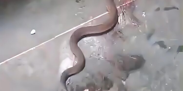 Palpalá: denuncian abandono en el Hospital Gallardo y se viralizan imágenes de víboras en el predio