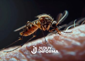 Alerta por un brote de chikungunya en Salta: hay 51 casos confirmados