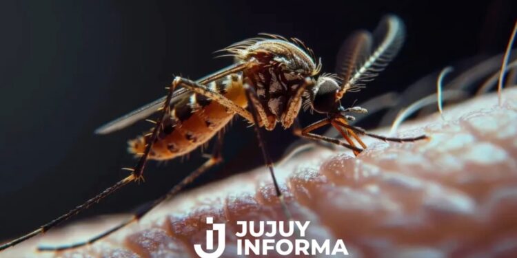 Alerta por un brote de chikungunya en Salta: hay 51 casos confirmados