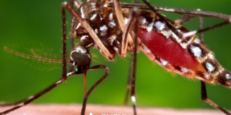 Confirman el primer caso positivo de Chikungunya en San Pedro de Jujuy