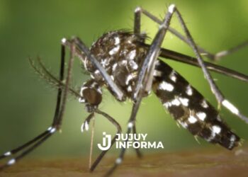 Salta: primera muerte por chikungunya y vigilancia reforzada en el norte argentino