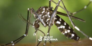 Salta: primera muerte por chikungunya y vigilancia reforzada en el norte argentino