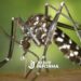 Salta: primera muerte por chikungunya y vigilancia reforzada en el norte argentino