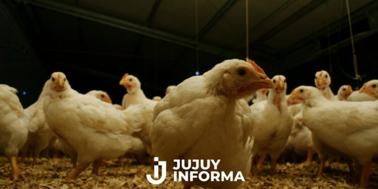 Argentina restituye su estatus de país libre de influenza aviar altamente patógena